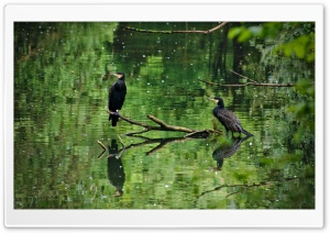 Two Cormorants Birds Ultra HD Wallpaper for 4K UHD Widescreen desktop, tablet & smartphone