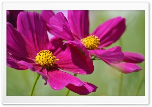 Two Cosmos Flowers Ultra HD Wallpaper for 4K UHD Widescreen desktop, tablet & smartphone