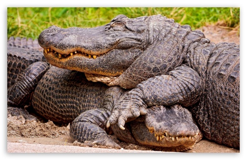 Two Crocodiles UltraHD Wallpaper for HD 16:9 ; Widescreen 16:10 5:3 ;