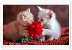 Two Cute Baby Kittens Ultra HD Wallpaper for 4K UHD Widescreen Desktop, Lockscreen, Screensaver, TV, Tablet, Smartphone