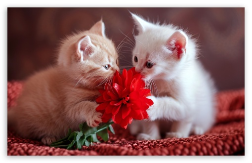 Two Cute Baby Kittens UltraHD Wallpaper for UHD 16:9 ; HD 16:9 ; UltraWide 21:9 24:10 32:9 32:10 ; Widescreen 16:10 5:3 ; Fullscreen 4:3 5:4 3:2 ; Tablet 1:1 ; Mobile 9:16 9:19.5 9:20 9:21 9:22 10:16 2:3 3:5 3:4 ; Dual 16:10 5:3 16:9 4:3 5:4 3:2 ;