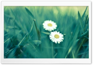 Two Daisies Ultra HD Wallpaper for 4K UHD Widescreen desktop, tablet & smartphone