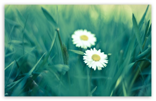 Two Daisies UltraHD Wallpaper for 8K UHD TV 16:9 Ultra High Definition 2160p 1440p 1080p 900p 720p ; Widescreen 16:10 5:3 WHXGA WQXGA WUXGA WXGA WGA ; Fullscreen 4:3 5:4 3:2 UXGA XGA SVGA QSXGA SXGA DVGA HVGA HQVGA ( Apple PowerBook G4 iPhone 4 3G 3GS iPod Touch ) ; Tablet 1:1 ; Mobile 3:5 3:4 - ; Dual 16:10 5:3 4:3 5:4 WHXGA WQXGA WUXGA WXGA WGA UXGA XGA SVGA QSXGA SXGA ;