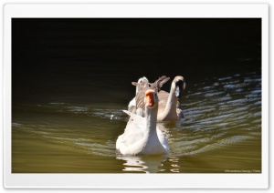 Two Ducks in a Lake Ultra HD Wallpaper for 4K UHD Widescreen desktop, tablet & smartphone