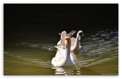 Two Ducks in a Lake UltraHD Wallpaper for HD 16:9 ; Widescreen 16:10 5:3 ; Fullscreen 4:3 5:4 3:2 ; Tablet 1:1 ; Mobile 3:5 3:4 ;