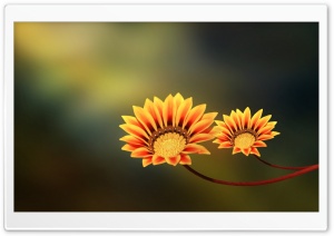 Two Flowers Ultra HD Wallpaper for 4K UHD Widescreen desktop, tablet & smartphone