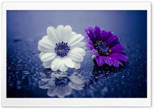 Two Flowers Ultra HD Wallpaper for 4K UHD Widescreen desktop, tablet & smartphone
