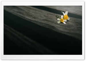 Two Flowers On Wood Ultra HD Wallpaper for 4K UHD Widescreen desktop, tablet & smartphone