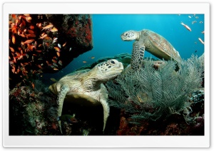 Two Green Sea Turtle Ultra HD Wallpaper for 4K UHD Widescreen desktop, tablet & smartphone