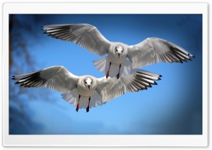 Two Gulls Ultra HD Wallpaper for 4K UHD Widescreen desktop, tablet & smartphone