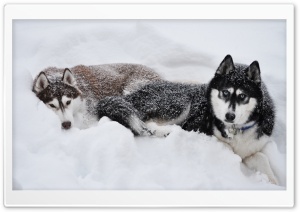 Two Huskies In The Snow Ultra HD Wallpaper for 4K UHD Widescreen desktop, tablet & smartphone