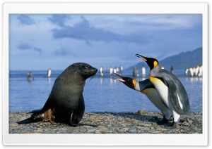 Two King Penguins And A Seal, Antarctica Ultra HD Wallpaper for 4K UHD Widescreen desktop, tablet & smartphone