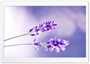 Two Lavender Flowers Ultra HD Wallpaper for 4K UHD Widescreen desktop, tablet & smartphone