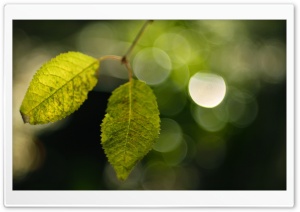 Two Leaves, Bokeh Ultra HD Wallpaper for 4K UHD Widescreen desktop, tablet & smartphone