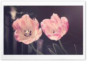 Two Light Pink Tulips Flowers Ultra HD Wallpaper for 4K UHD Widescreen desktop, tablet & smartphone