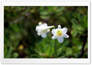 Two Lilies Ultra HD Wallpaper for 4K UHD Widescreen desktop, tablet & smartphone