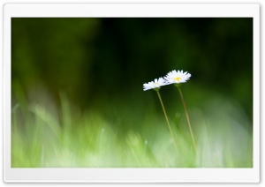 Two Little Daisies Flowers, Grass Ultra HD Wallpaper for 4K UHD Widescreen desktop, tablet & smartphone