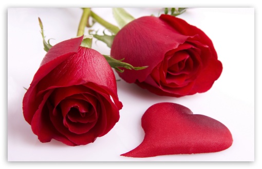 Two Love Roses UltraHD Wallpaper for Widescreen 16:10 ; Fullscreen 3:2 ;