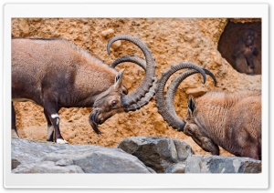 Two Male Ibexes Fighting Ultra HD Wallpaper for 4K UHD Widescreen desktop, tablet & smartphone