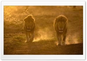 Two Male Lions Habitat Ultra HD Wallpaper for 4K UHD Widescreen desktop, tablet & smartphone