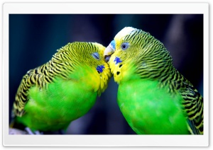 Two Parrots Ultra HD Wallpaper for 4K UHD Widescreen desktop, tablet & smartphone