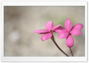 Two Pink Flowers Ultra HD Wallpaper for 4K UHD Widescreen desktop, tablet & smartphone
