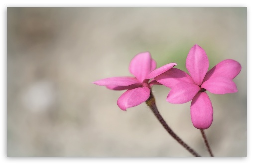 Two Pink Flowers UltraHD Wallpaper for UHD 16:9 ; HD 16:9 ; Widescreen 16:10 5:3 ; Fullscreen 4:3 5:4 3:2 ; Tablet 1:1 ;