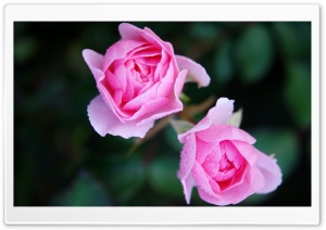 Two Pink Roses Ultra HD Wallpaper for 4K UHD Widescreen desktop, tablet & smartphone