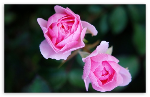 Two Pink Roses UltraHD Wallpaper for UHD 16:9 2160p 1440p 1080p 900p 720p ; 8K UHD TV 16:9 Ultra High Definition 2160p 1440p 1080p 900p 720p ; Widescreen 16:10 5:3 WHXGA WQXGA WUXGA WXGA WGA ; Fullscreen 4:3 5:4 3:2 UXGA XGA SVGA QSXGA SXGA DVGA HVGA HQVGA ( Apple PowerBook G4 iPhone 4 3G 3GS iPod Touch ) ; Tablet 1:1 ;