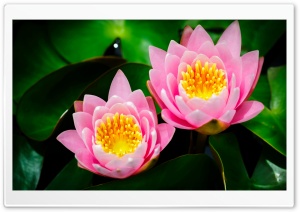 Two Pink Water Lilies Ultra HD Wallpaper for 4K UHD Widescreen desktop, tablet & smartphone