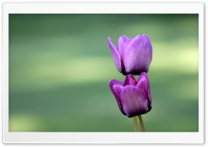 Two Purple Tulips Ultra HD Wallpaper for 4K UHD Widescreen desktop, tablet & smartphone