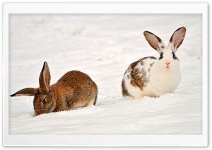 Two Rabbits In The Snow Ultra HD Wallpaper for 4K UHD Widescreen desktop, tablet & smartphone