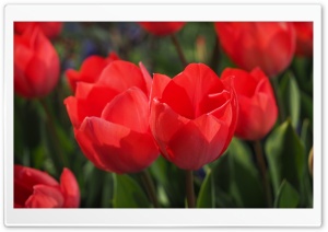Two Red Tulips Ultra HD Wallpaper for 4K UHD Widescreen desktop, tablet & smartphone