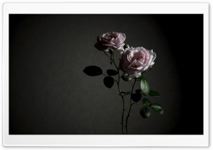 Two Soft Pink Roses in Vintage Light 4K UHD Wallpaper for Widescreen and UltraWide Desktop, UltraHD TV, Smartphone, Tablet