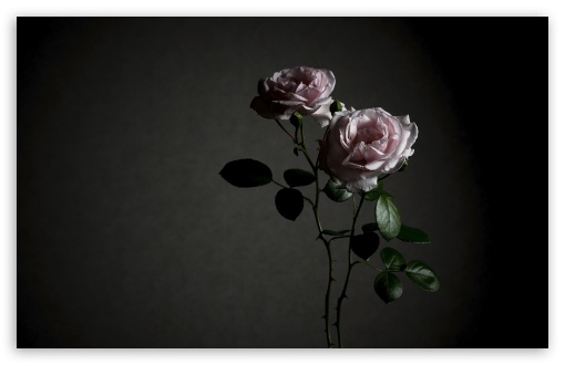 Two Soft Pink Roses in Vintage Light UltraHD Wallpaper for UHD 16:9 ; HD 16:9 ; UltraWide 21:9 24:10 ; Widescreen 16:10 5:3 ; Fullscreen 4:3 5:4 3:2 ; Tablet 1:1 ; Mobile 9:16 9:19.5 9:20 9:21 10:16 2:3 3:5 3:4 ; Dual 4:3 5:4 ;