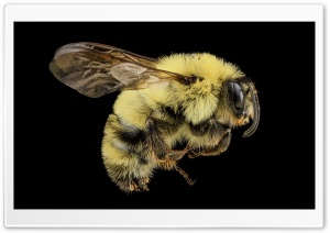 Two-spotted Bumble Bee, Bombus Bimaculatus, Macro, Black Background 4K UHD Wallpaper for Widescreen and UltraWide Desktop, UltraHD TV, Smartphone, Tablet