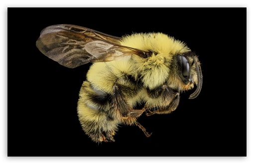 Two-spotted Bumble Bee, Bombus Bimaculatus, Macro, Black Background UltraHD Wallpaper for UHD 16:9 ; HD 16:9 ; UltraWide 21:9 24:10 ; Widescreen 16:10 5:3 ; Fullscreen 4:3 5:4 3:2 ;