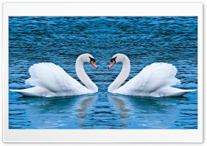 Two Swans Ultra HD Wallpaper for 4K UHD Widescreen desktop, tablet & smartphone