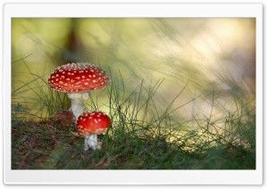 Two Toadstools Ultra HD Wallpaper for 4K UHD Widescreen Desktop, Lockscreen, Screensaver, TV, Tablet, Smartphone