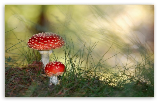 Two Toadstools UltraHD Wallpaper for HD 16:9 ; Widescreen 16:10 5:3 ; Fullscreen 4:3 5:4 3:2 ; Tablet 1:1 ; Mobile 3:5 3:4 ;