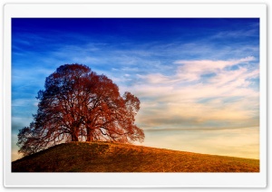 Two Trees, Hill, Landscape Ultra HD Wallpaper for 4K UHD Widescreen desktop, tablet & smartphone