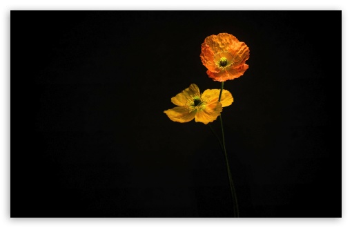 Two Vibrant Poppy Flowers in Dramatic Light 4K UHD Wallpaper for Widescreen and UltraWide Desktop, UltraHD TV, Smartphone, Tablet Two Vibrant Poppy Flowers in Dramatic Light UltraHD Wallpaper for UHD 16:9 ; HD 16:9 ; UltraWide 21:9 24:10 32:9 32:10 ; Widescreen 16:10 5:3 ; Fullscreen 4:3 5:4 3:2 ; Tablet 1:1 ; Mobile 9:16 9:19.5 9:20 9:21 9:22 10:16 2:3 3:5 3:4 ; Dual 16:10 5:3 16:9 4:3 5:4 3:2 ;
