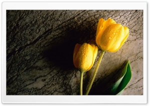Two Wet Yellow Flower Ultra HD Wallpaper for 4K UHD Widescreen desktop, tablet & smartphone