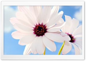 Two White Daisies Ultra HD Wallpaper for 4K UHD Widescreen desktop, tablet & smartphone