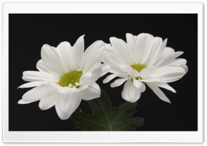 Two White Flowers Ultra HD Wallpaper for 4K UHD Widescreen desktop, tablet & smartphone
