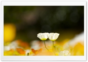 Two White Poppy Flowers Ultra HD Wallpaper for 4K UHD Widescreen desktop, tablet & smartphone