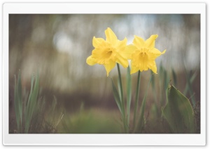 Two Yellow Daffodils Flowers Ultra HD Wallpaper for 4K UHD Widescreen desktop, tablet & smartphone