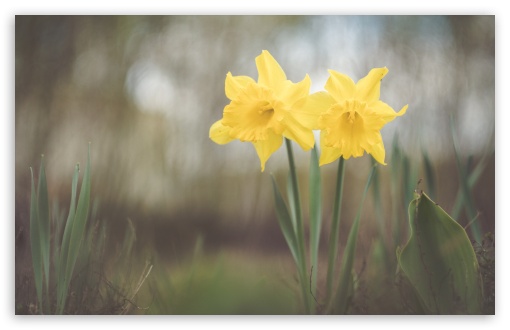 Two Yellow Daffodils Flowers UltraHD Wallpaper for HD 16:9 ; Widescreen 16:10 5:3 ; Fullscreen 4:3 5:4 3:2 ; Tablet 1:1 ; Mobile 9:16 2:3 3:5 3:4 ;