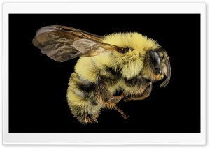 Twospotted Bumblebee - Bombus Bimaculatus - Macro Photography Ultra HD Wallpaper for 4K UHD Widescreen desktop, tablet & smartphone