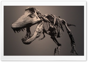 Tyrannosaurus Ultra HD Wallpaper for 4K UHD Widescreen desktop, tablet & smartphone